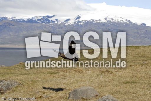 Raubmöve (Skua) (10 von 16).jpg